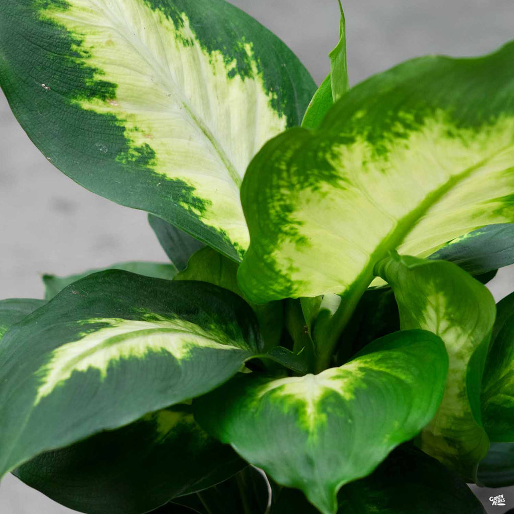 dieffenbachia camille leaf inches Dieffenbachia 'Camille' — Green Acres Nursery & Supply