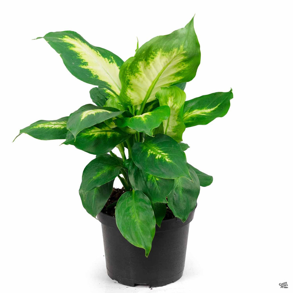 camille dieffenbachia Dieffenbachia 'Camille' — Green Acres Nursery & Supply