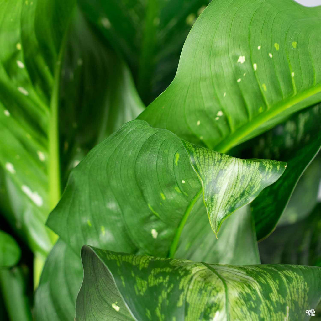 Dieffenbachia 'Snow' — Green Acres Nursery & Supply
