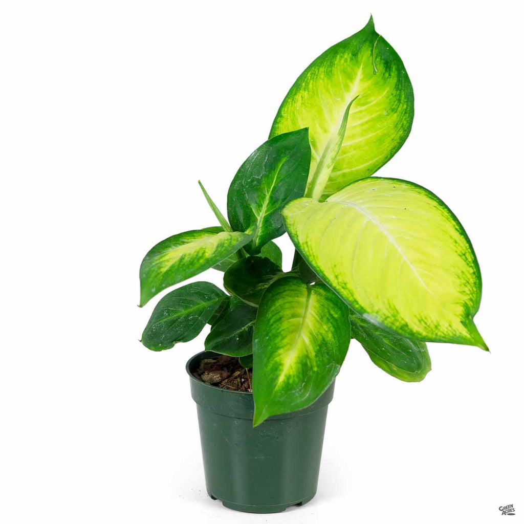 dieffenbachia tropic marianne Dieffenbachia 'Tropic Marianne' — Green Acres Nursery & Supply