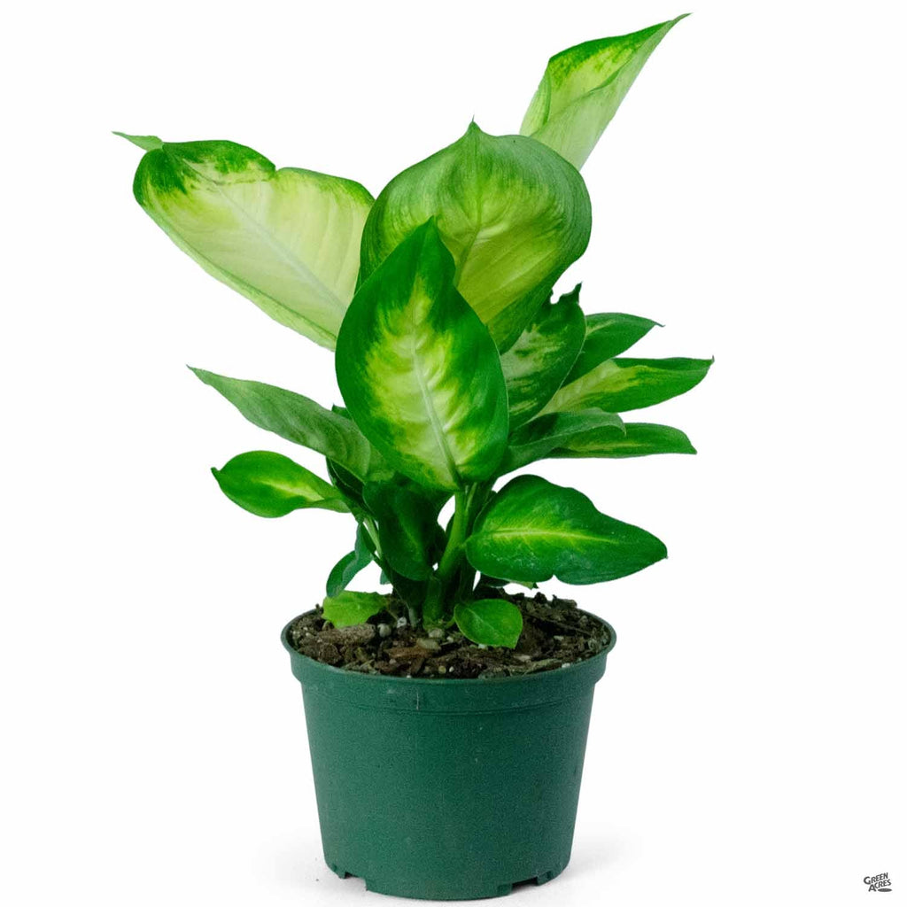dieffenbachia cookies and cream Dieffenbachia 'Tropic Marianne' — Green Acres Nursery & Supply
