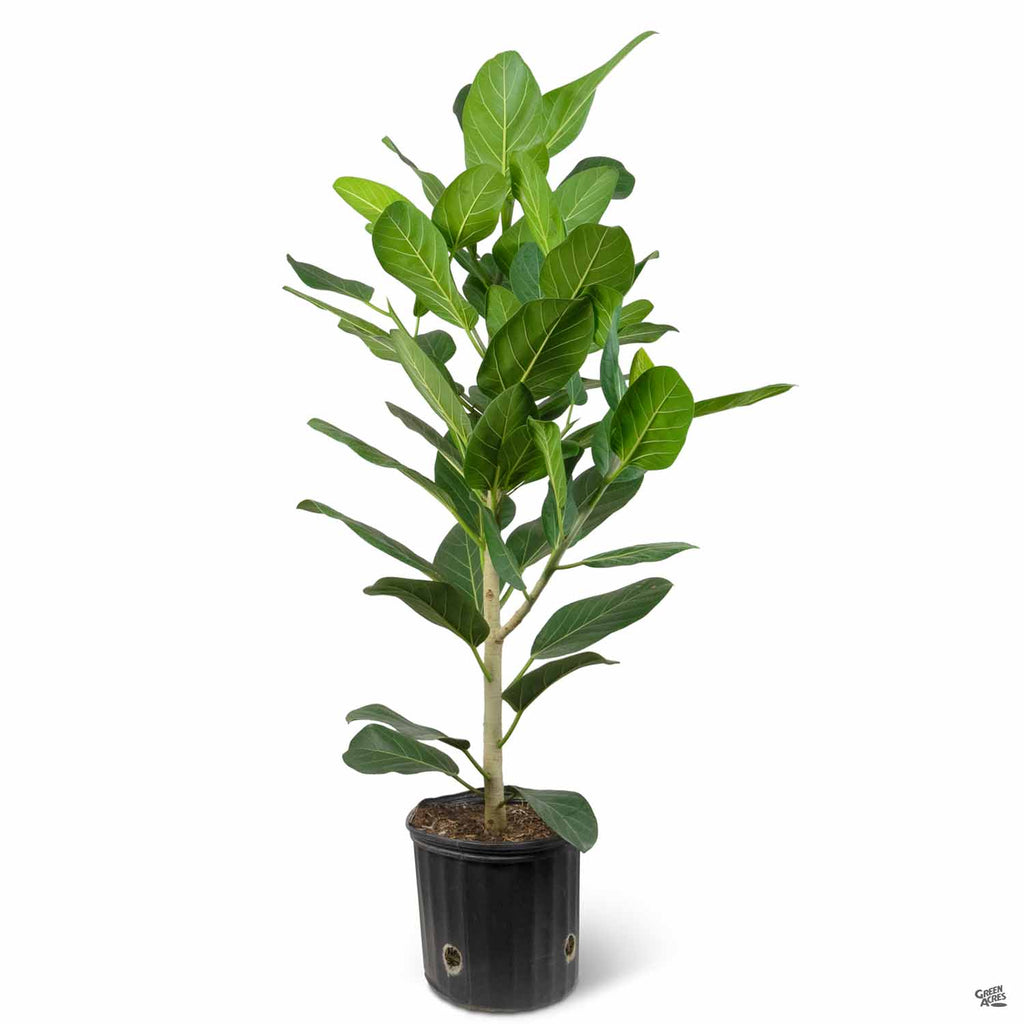 ficus audrey plantagen Ficus 'Audrey' — Green Acres Nursery & Supply