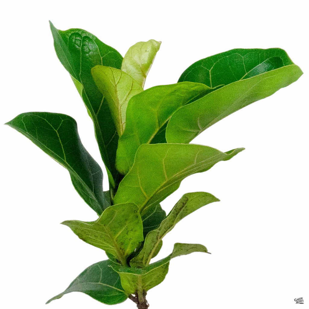fiddle leaf fig em portugues Fiddle Leaf Fig 'Bambino' — Green Acres Nursery & Supply