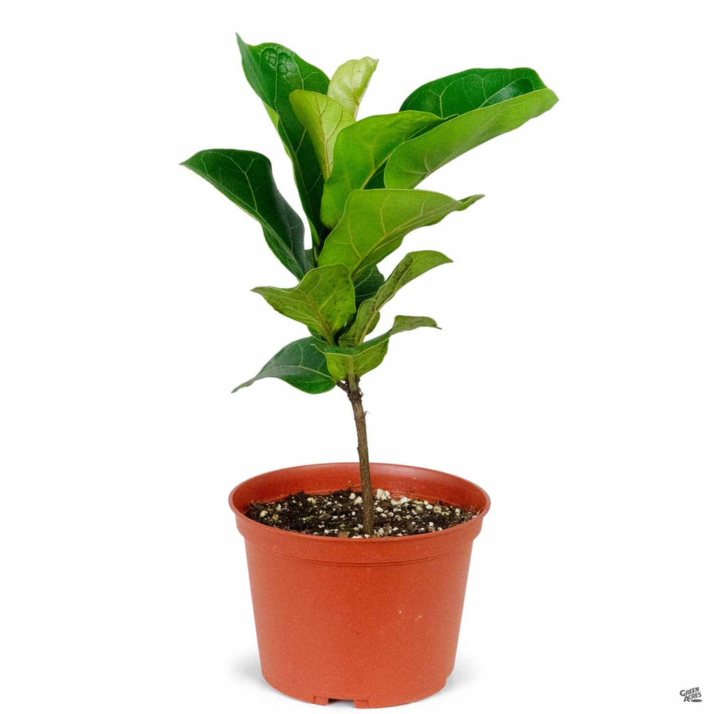 ebay fiddle leaf fig Fiddle Leaf Fig 'Bambino' — Green Acres Nursery & Supply