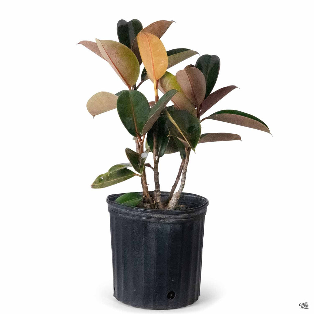 bloomscape burgundy rubber tree Rubber Plant 'Burgundy' — Green Acres Nursery & Supply