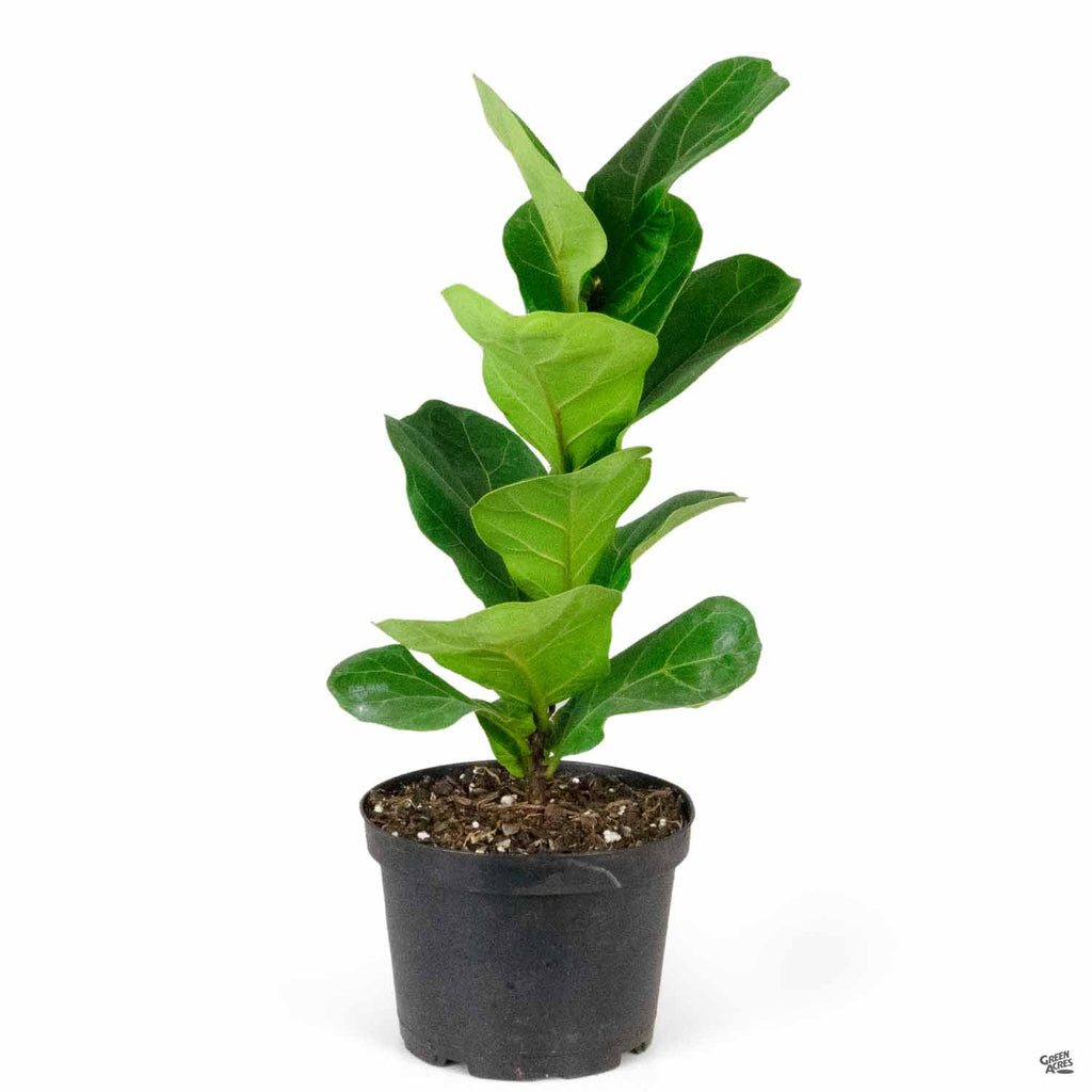 sun for fiddle leaf fig Fiddle Leaf Fig 'Little Sunshine' — Green Acres Nursery & Supply