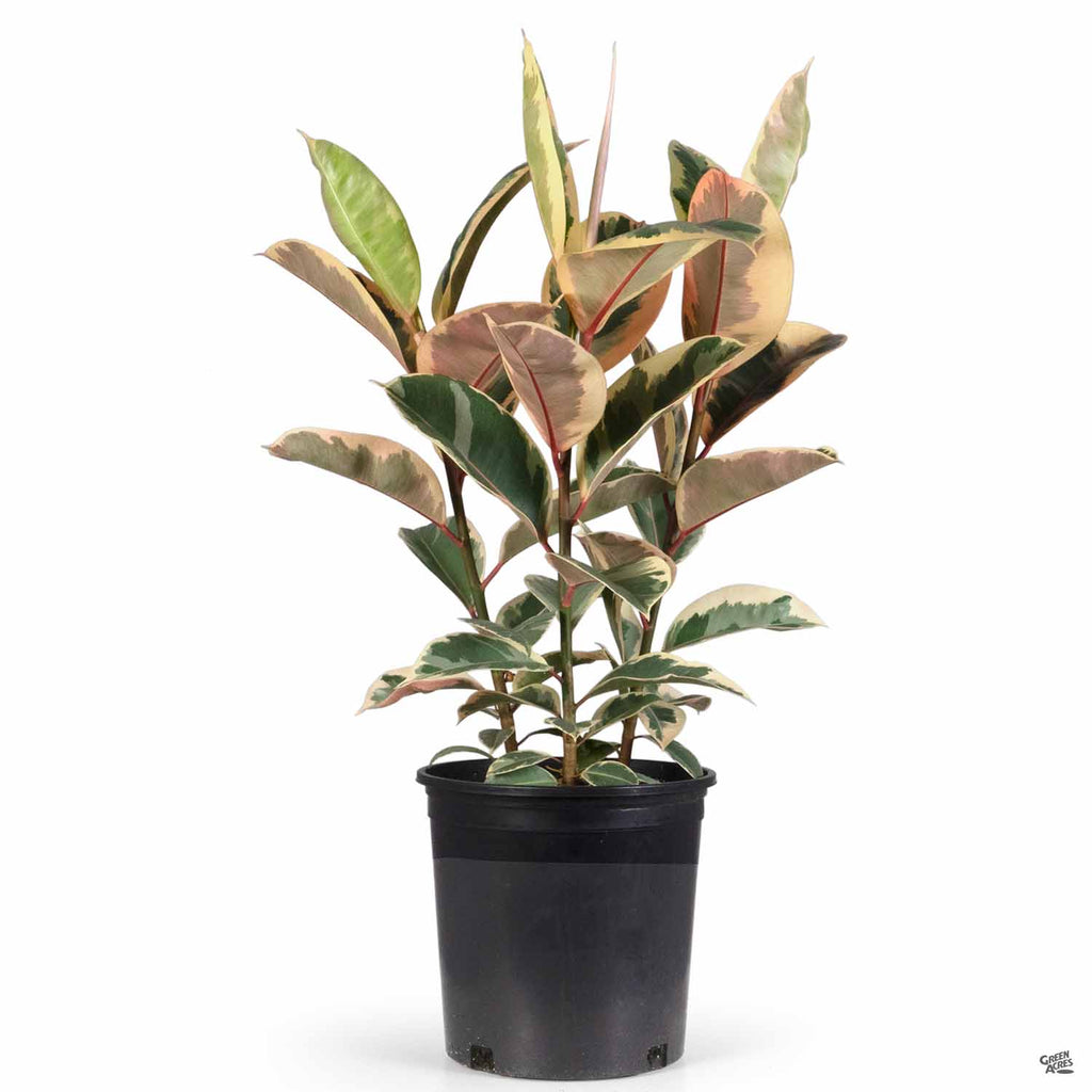 variegated rubber tree houseplant Variegated Rubber Plant — Green Acres Nursery & Supply