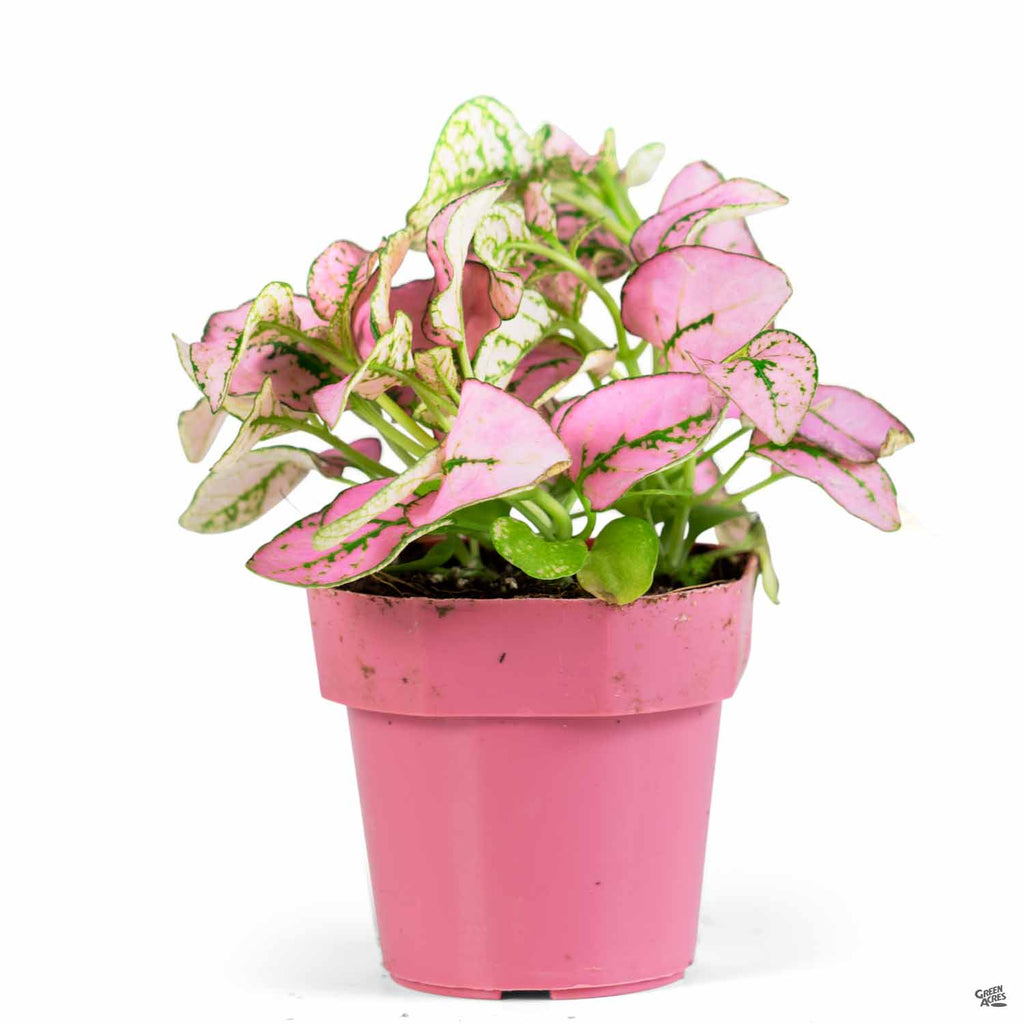 pink and green house plants Hippo® Pink Polka Dot Plant — Green Acres Nursery & Supply