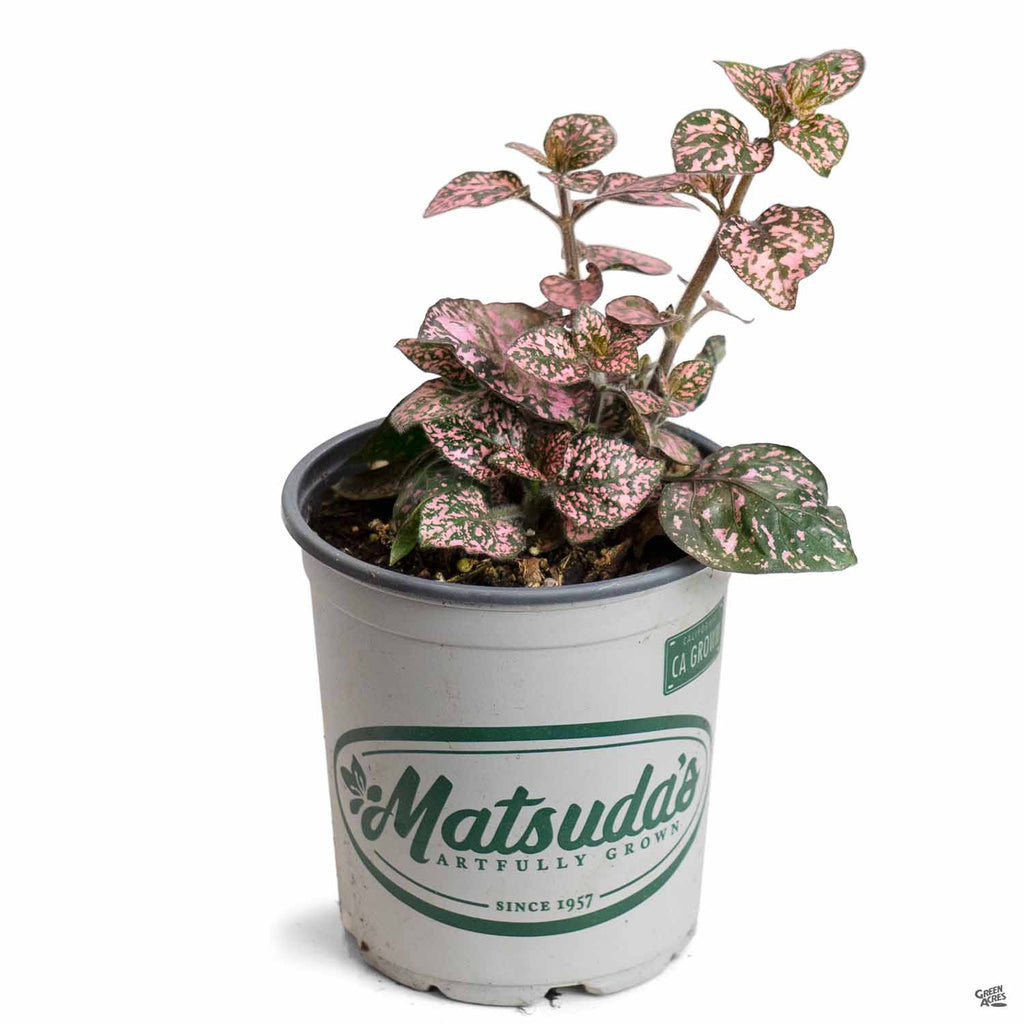 pink polka dot plant care indoor Hippo® Pink Polka Dot Plant — Green Acres Nursery & Supply