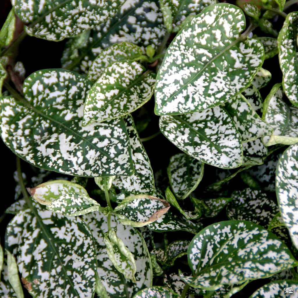 spotted indoor plant Hippo® White Polka Dot Plant — Green Acres Nursery & Supply