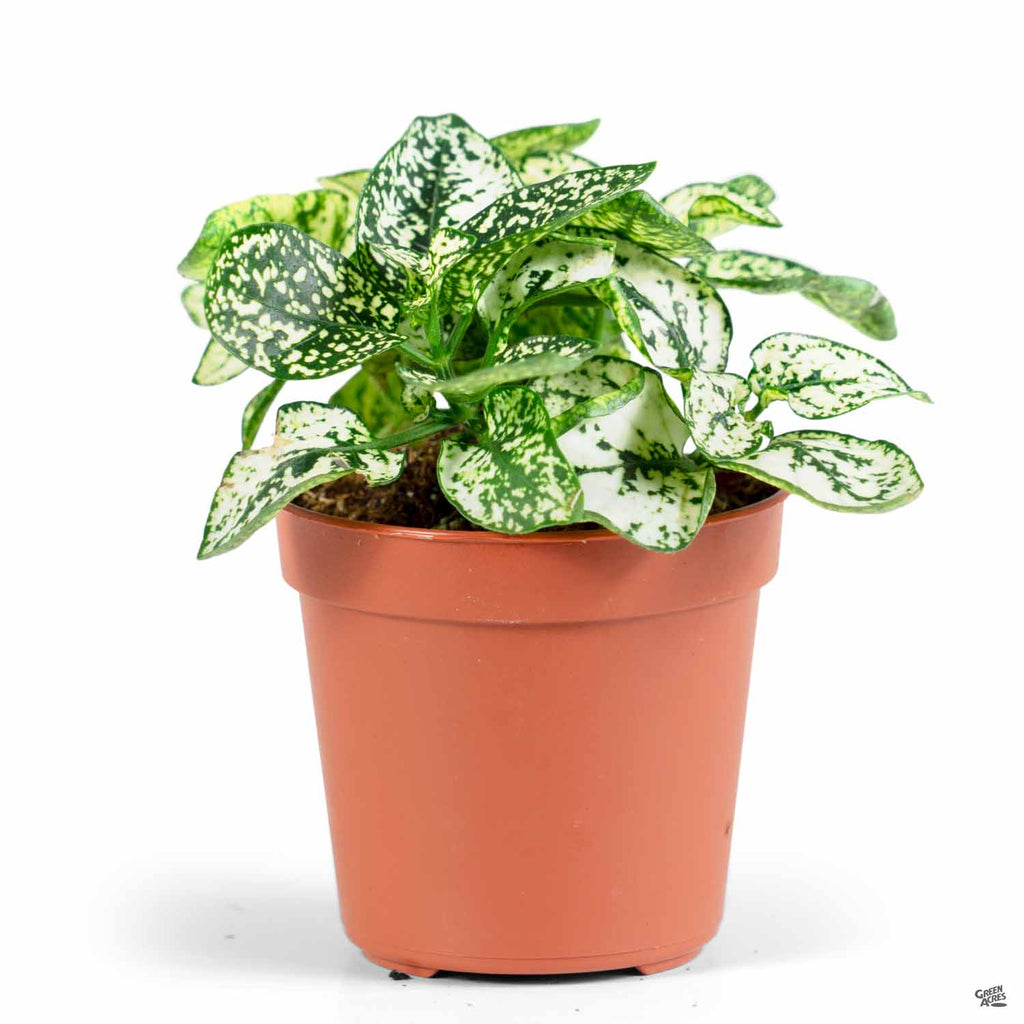 hippo plant pot Hippo® White Polka Dot Plant — Green Acres Nursery & Supply