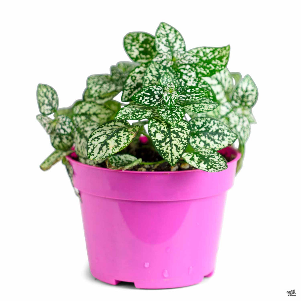 Hippo® White Polka Dot Plant — Green Acres Nursery & Supply