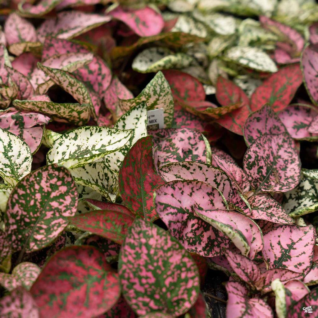 polka dot pothos Hippo® Polka Dot Plant — Green Acres Nursery & Supply