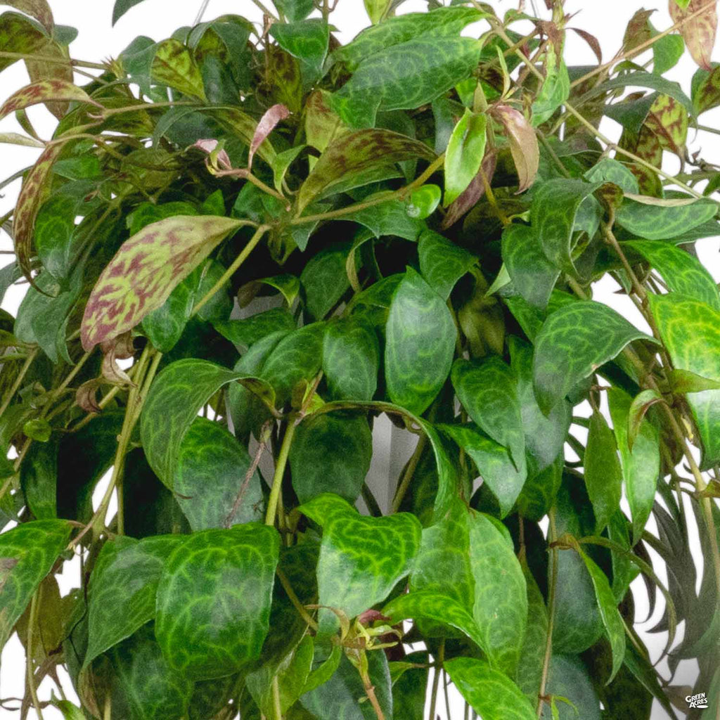 house plant with black leaves Lipstick Plant 'Black Pagoda' — Green Acres Nursery & Supply