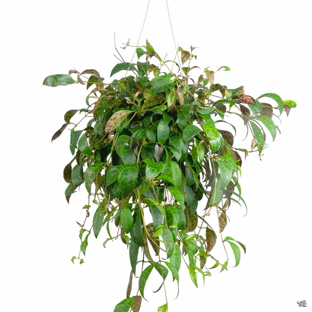lipstick plant hanging Lipstick Plant 'Black Pagoda' — Green Acres Nursery & Supply