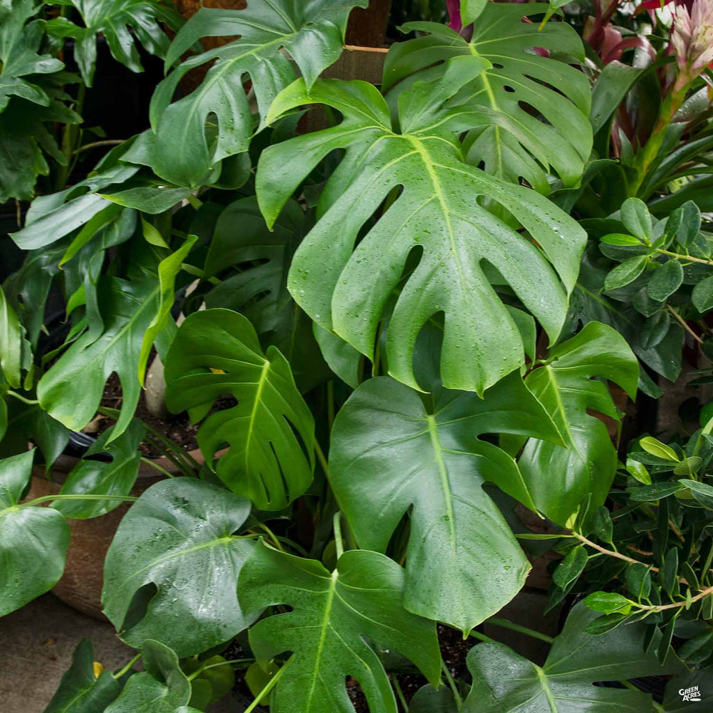 monstera plant where to buy near me Monstera Deliciosa — Green Acres Nursery & Supply