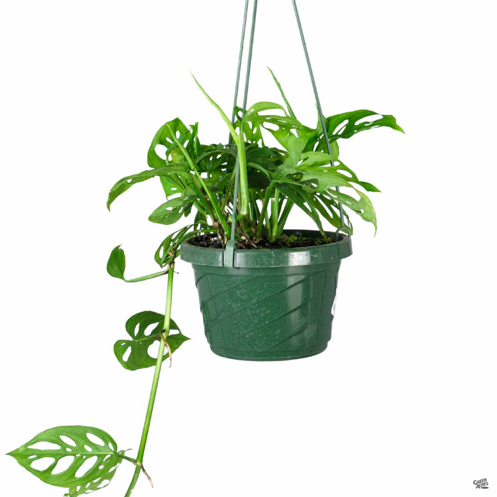 exterior planters Buy the Hudson Extra Long Rectangular Planter by Jay Scotts – Planters Etc