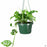 Swiss Cheese Plant 6 inch hanging basket