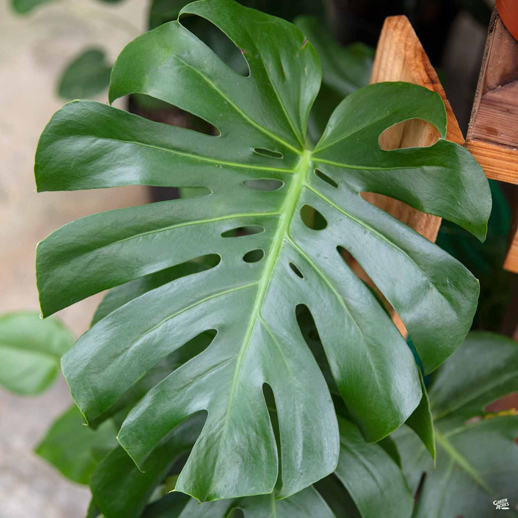 monstera deliciosa leaf Monstera Deliciosa — Green Acres Nursery & Supply