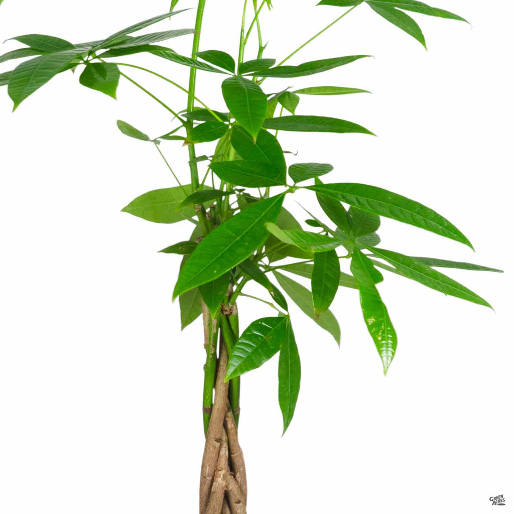 money tree good for air Money Tree — Green Acres Nursery & Supply