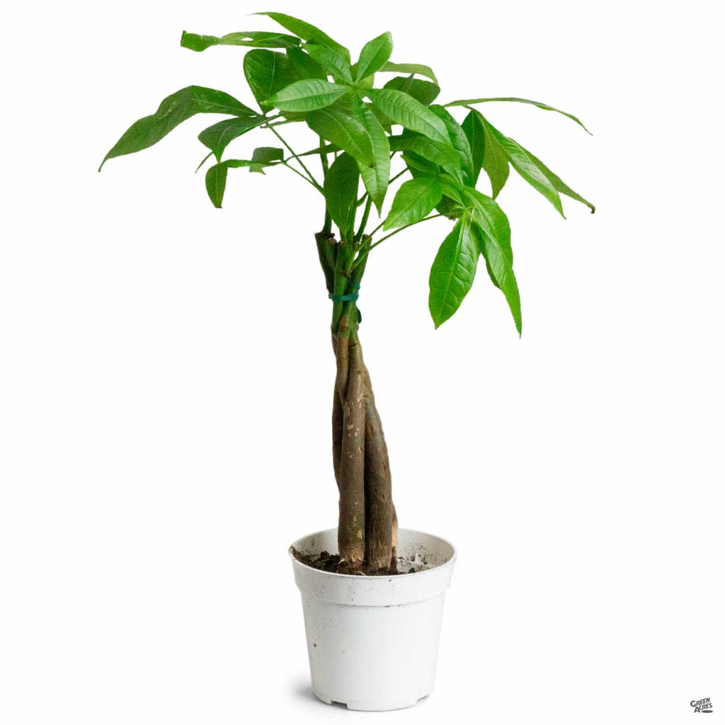 money tree cerca Money Tree — Green Acres Nursery & Supply