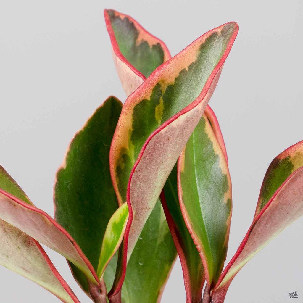 Peperomia 'Ginny' — Green Acres Nursery & Supply