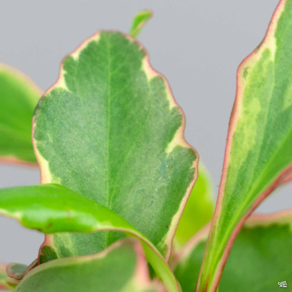 Peperomia 'Ginny' — Green Acres Nursery & Supply