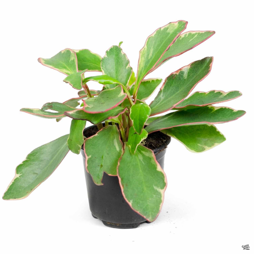 ginny herbicide Peperomia 'Ginny' — Green Acres Nursery & Supply