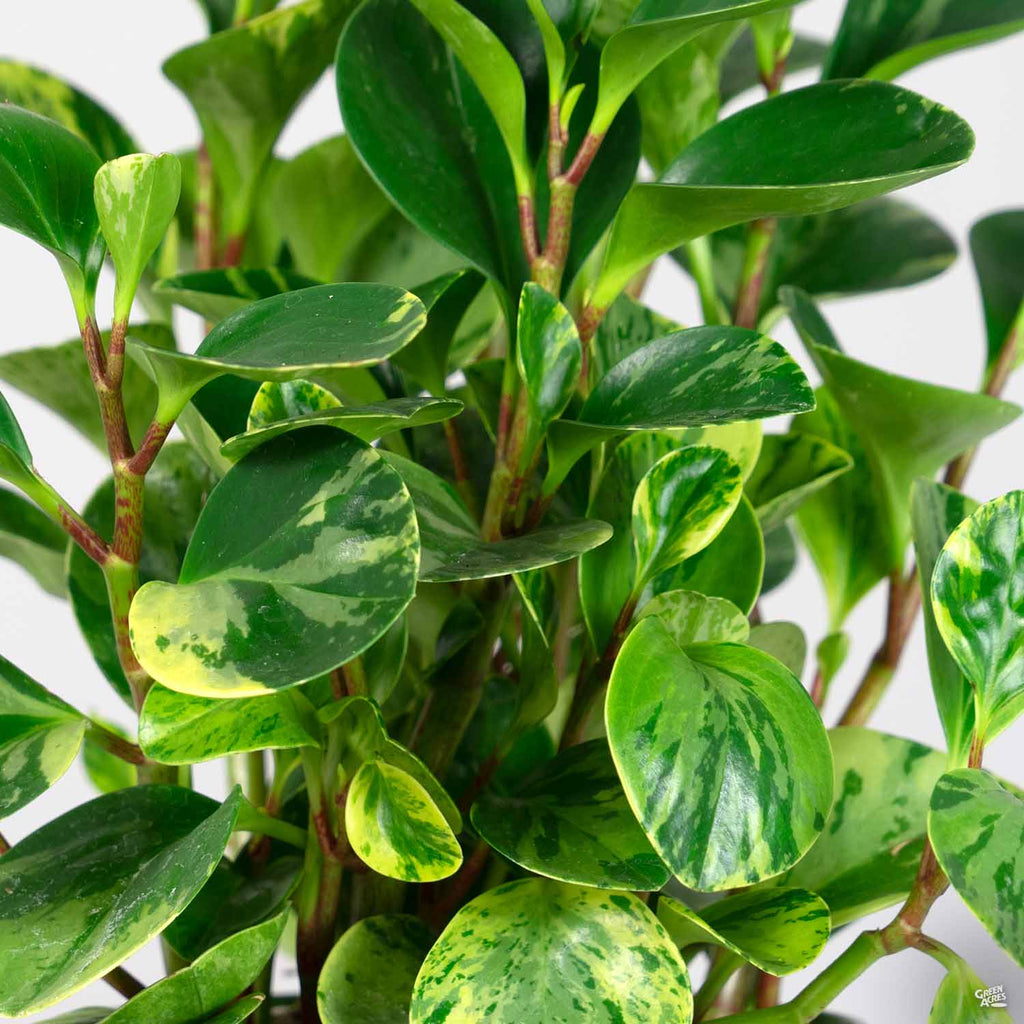 succulent peperomia Peperomia 'Marble' — Green Acres Nursery & Supply