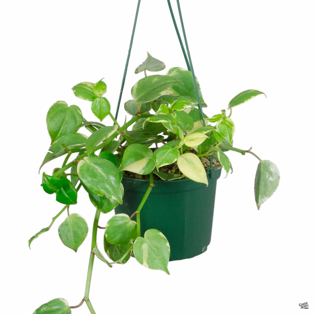 Peperomia 'Variegata' — Green Acres Nursery & Supply