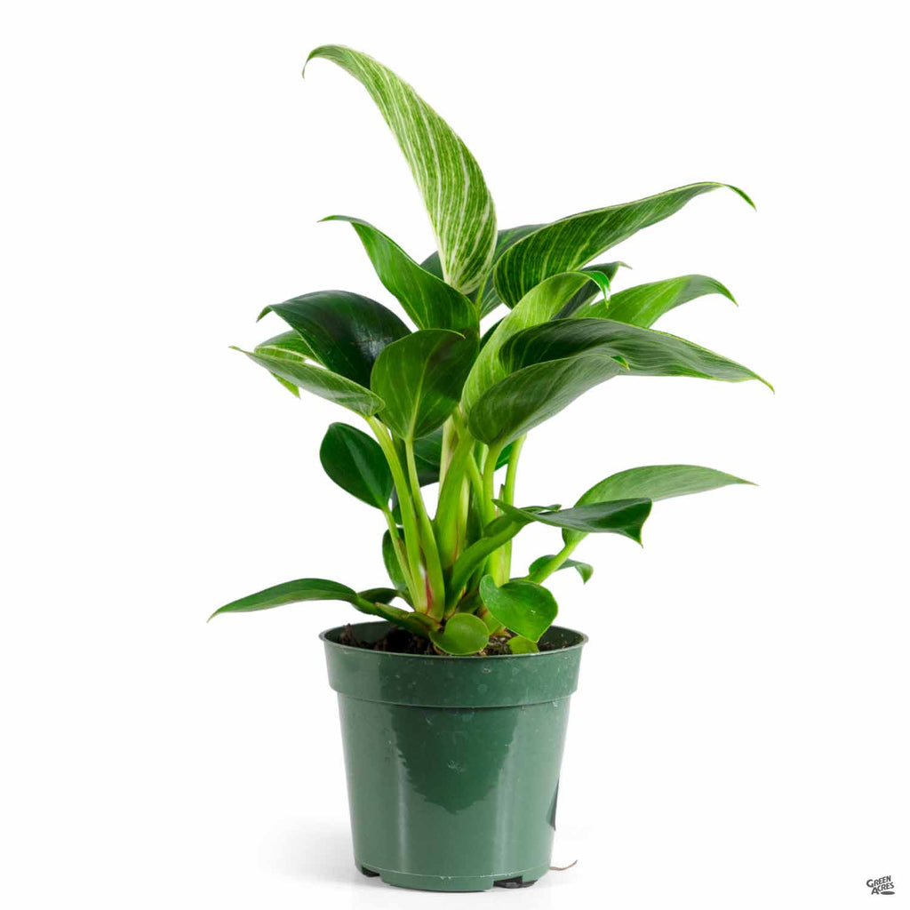 climbing philodendron birkin Philodendron 'Birkin' — Green Acres Nursery & Supply