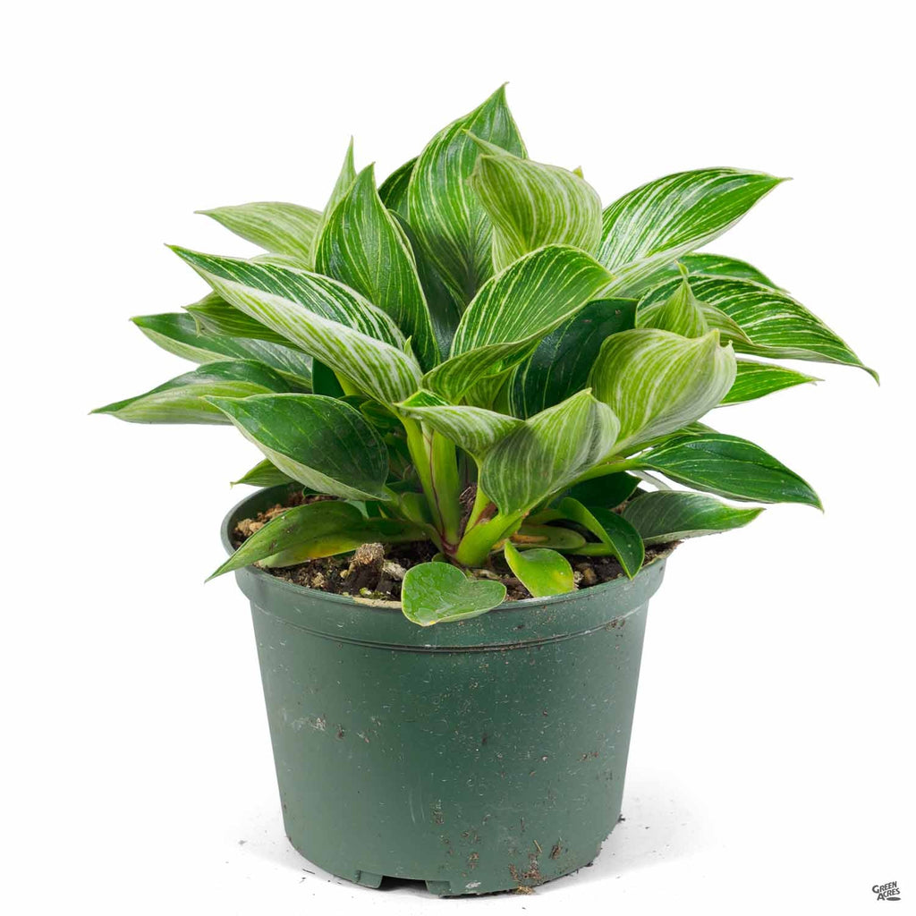 large birkin philodendron Philodendron 'Birkin' — Green Acres Nursery & Supply