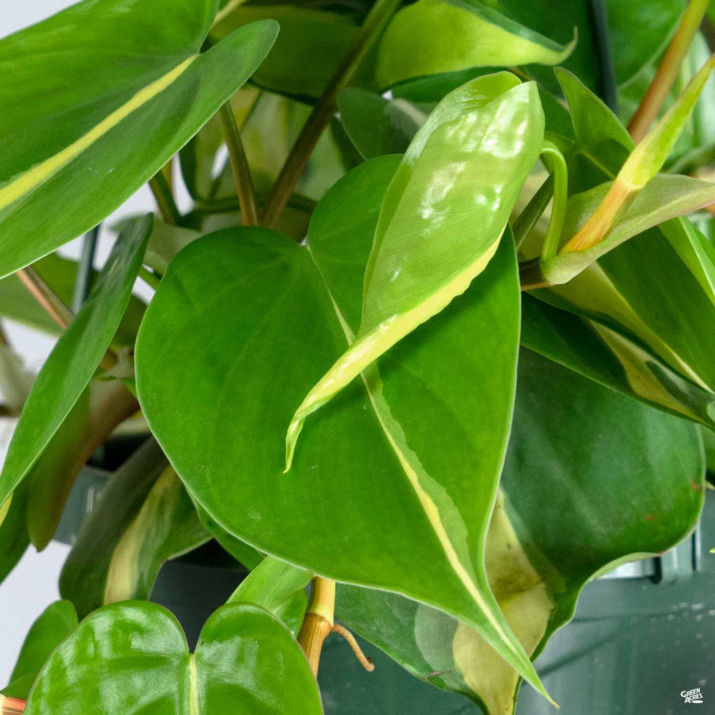 brasil philodendron vining Philodendron 'Brasil' — Green Acres Nursery & Supply
