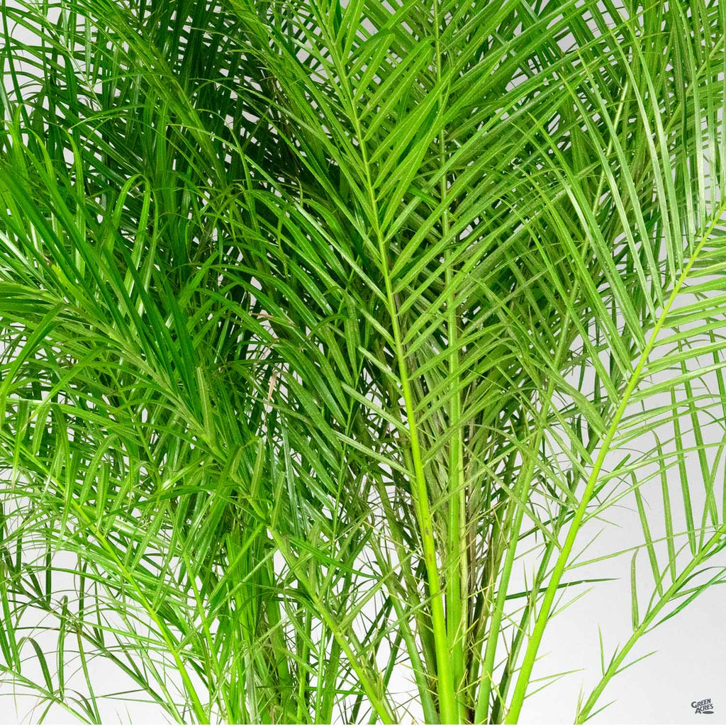 Pygmy Date Palm — Green Acres Nursery & Supply