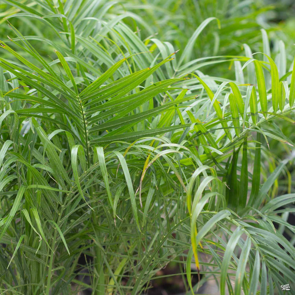Pygmy Date Palm — Green Acres Nursery & Supply