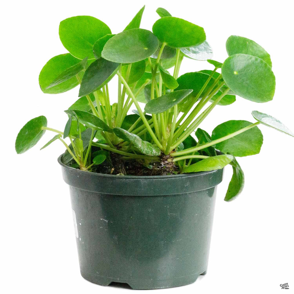 buy chinese money plant near me Chinese Money Plant — Green Acres Nursery & Supply