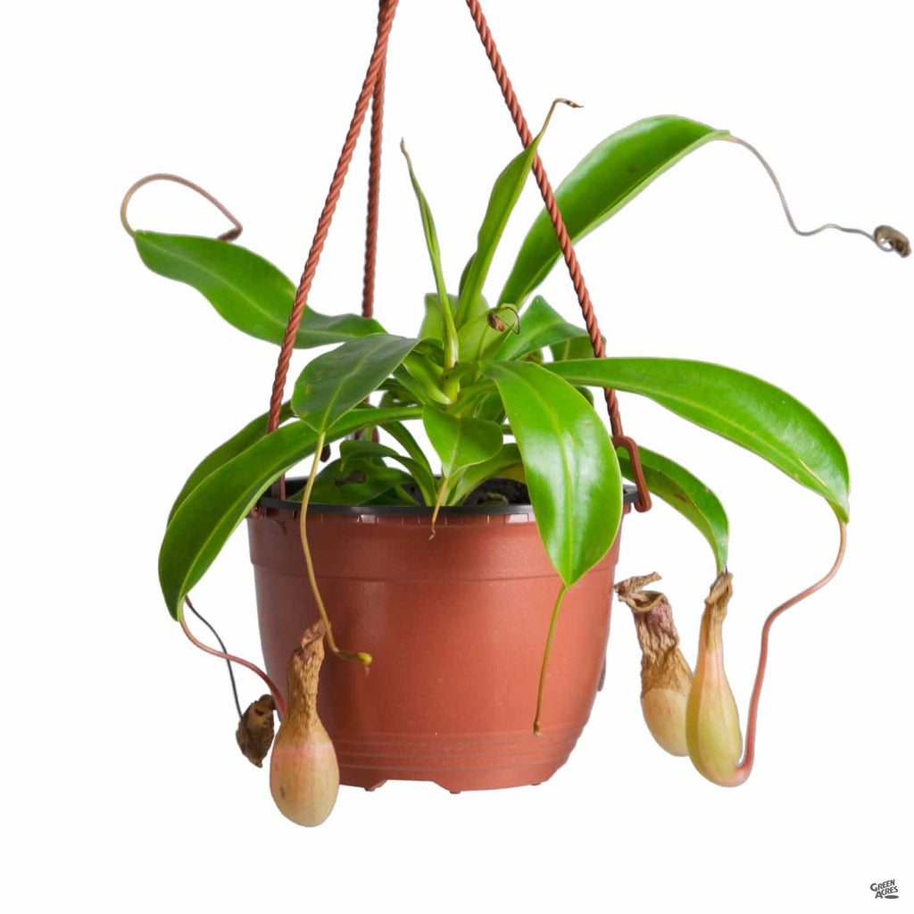 pitcher plant in pot Tropical Pitcher Plant — Green Acres Nursery & Supply