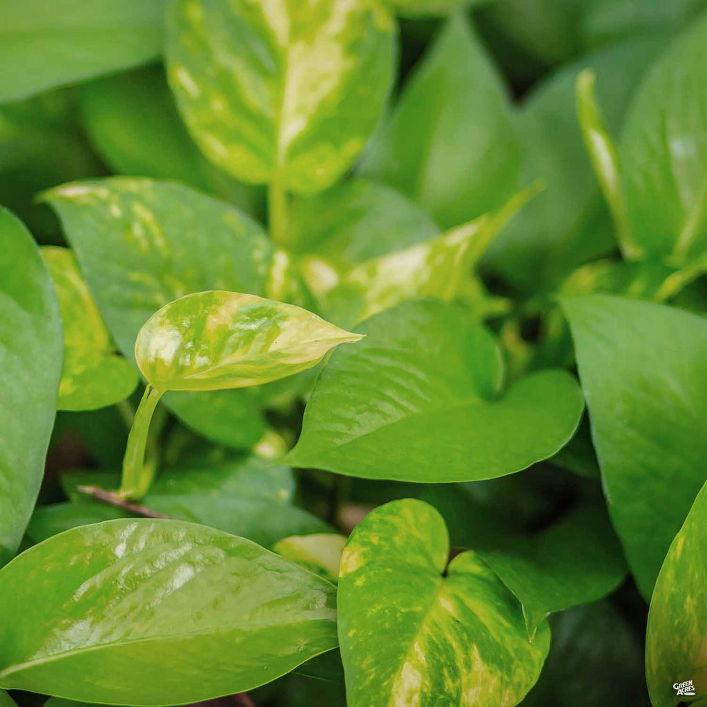 Golden Pothos — Green Acres Nursery & Supply