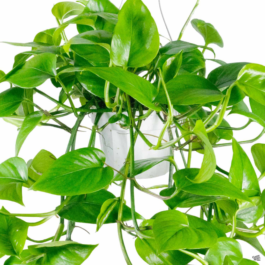 Pothos 'Green Jade' — Green Acres Nursery & Supply