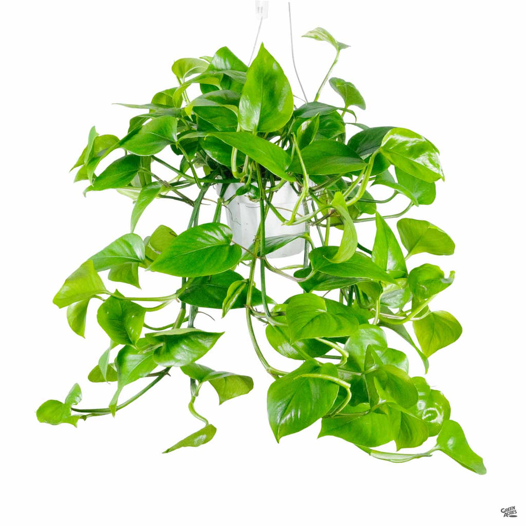 jade plant hanging Pothos 'Green Jade' — Green Acres Nursery & Supply