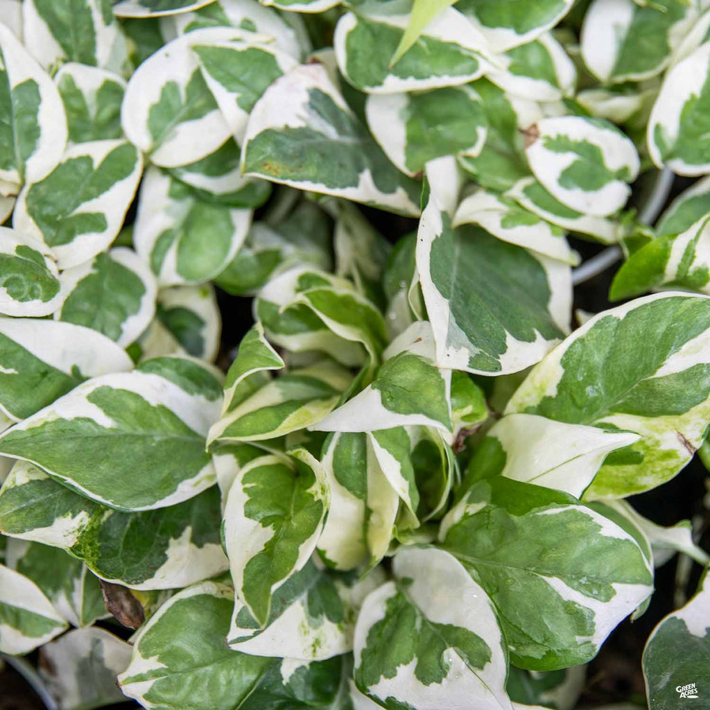 njoy pothos nz Pothos 'NJoy' — Green Acres Nursery & Supply