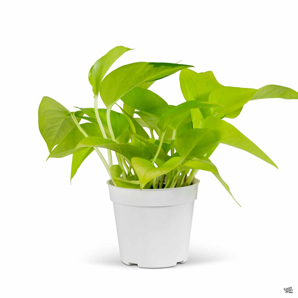 neon pothos growth rate Pothos 'Neon' — Green Acres Nursery & Supply