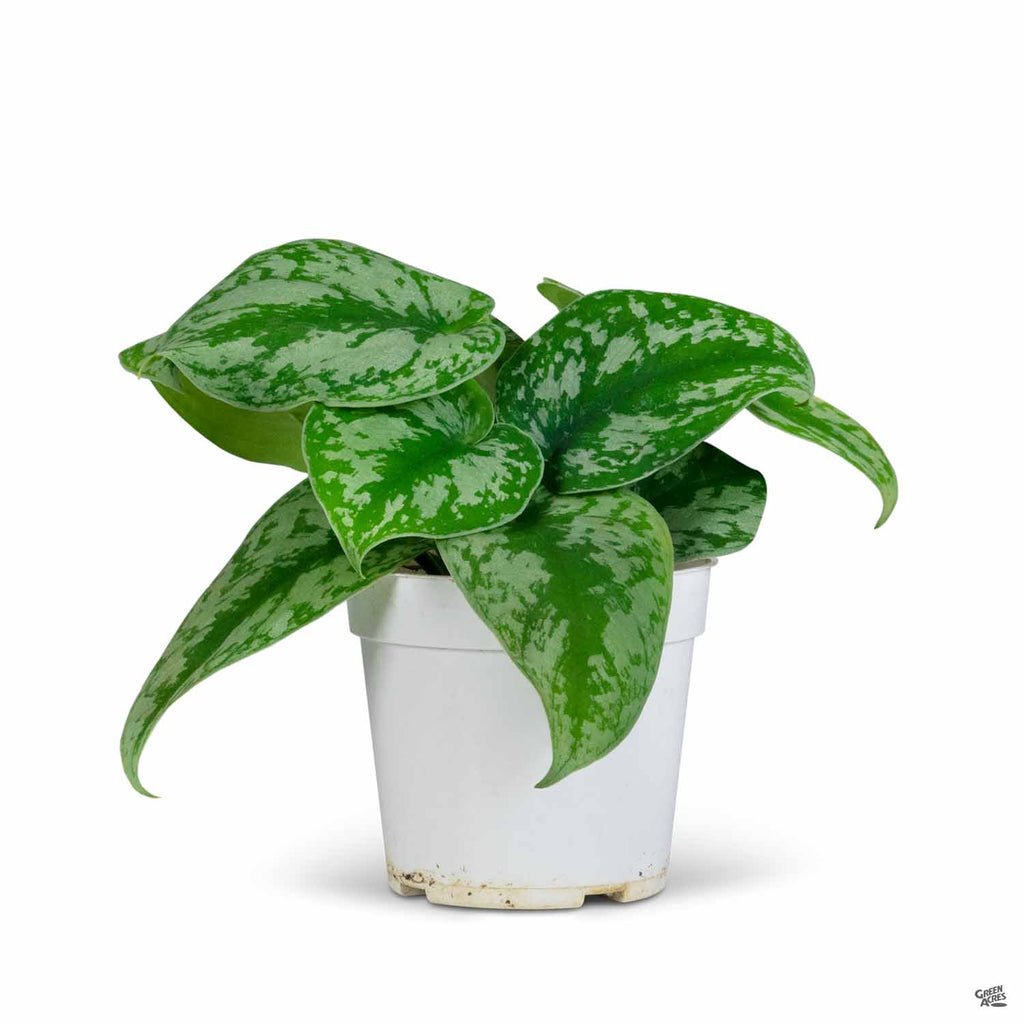 splash pothos Pothos 'Silver Splash' — Green Acres Nursery & Supply