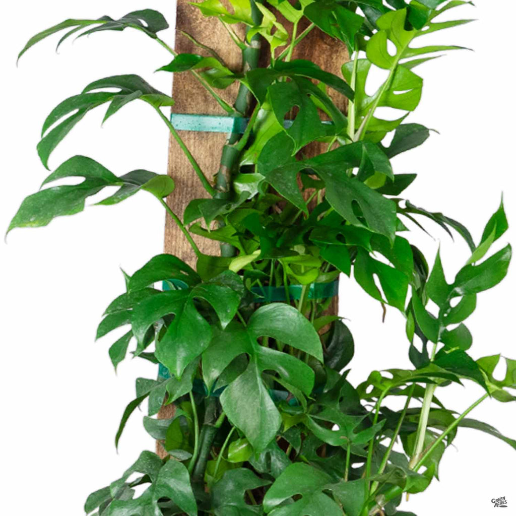 Rhaphidophora — Green Acres Nursery & Supply