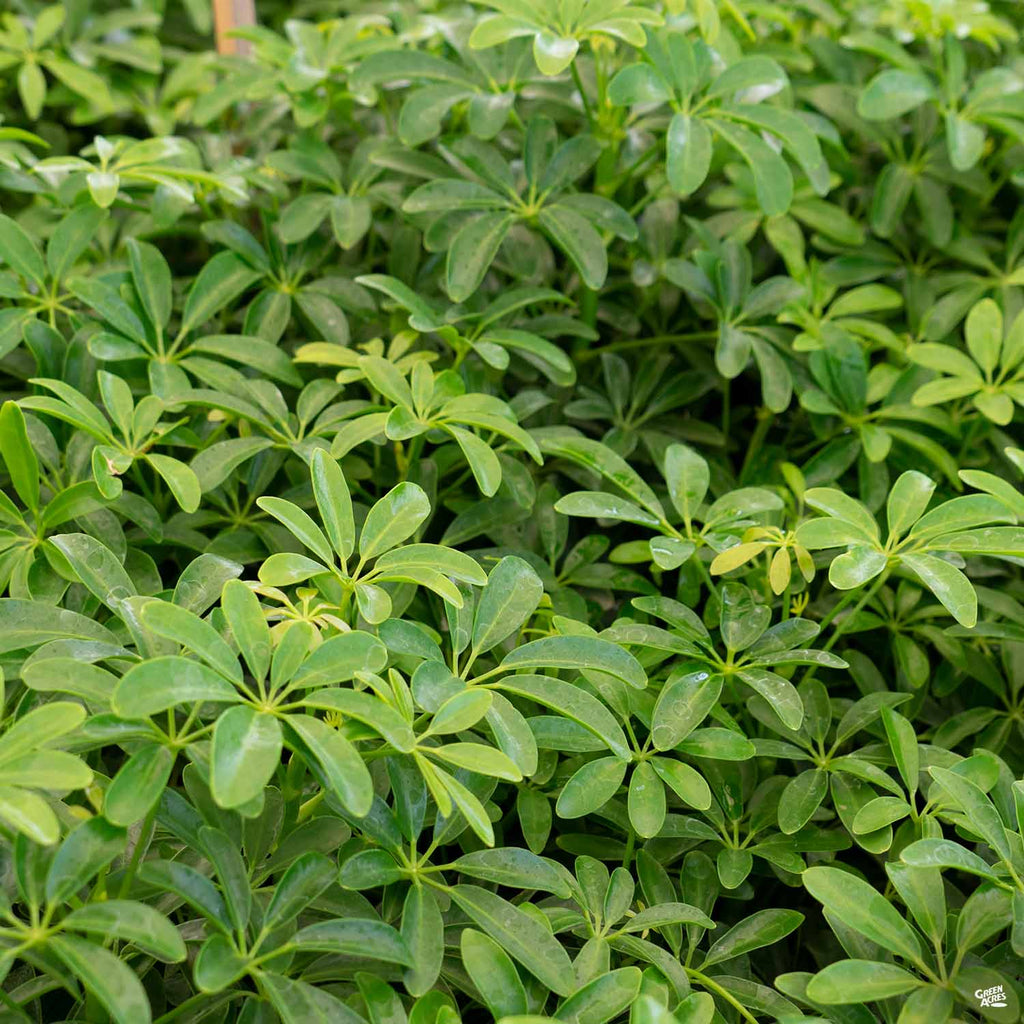 schefflera arboricola mini Dwarf Schefflera — Green Acres Nursery & Supply