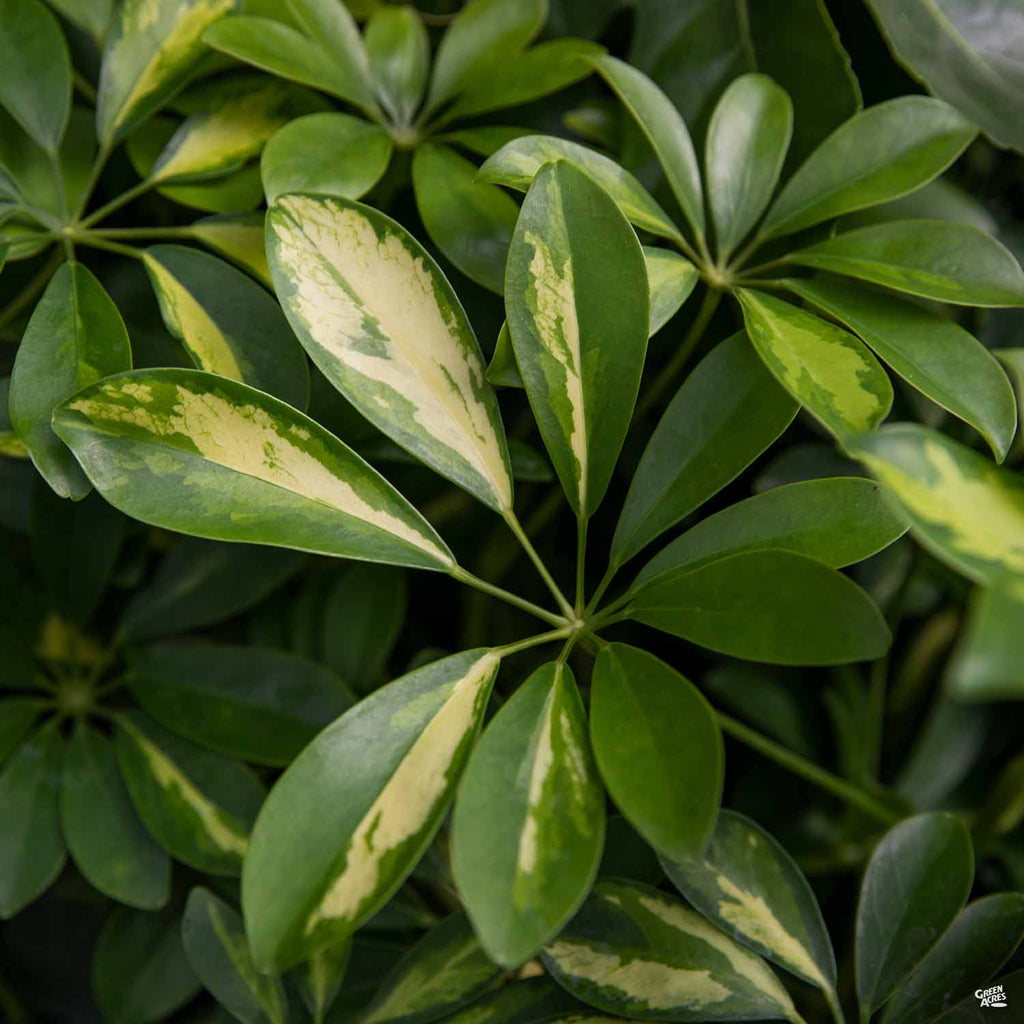 house plant umbrella tree Dwarf Umbrella Tree 'Gold Capella' — Green Acres Nursery & Supply