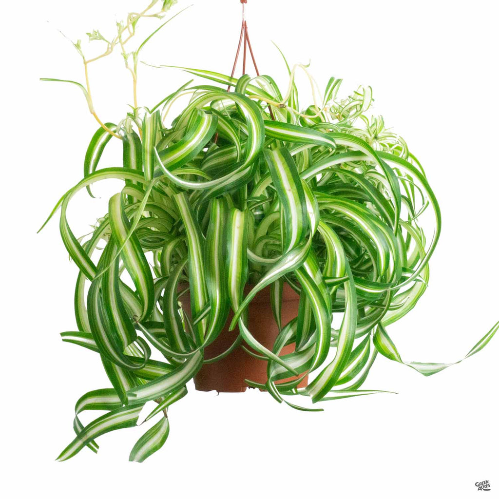 curly bonnie spider plant Variegated Bonnie Spider Plant — Green Acres Nursery & Supply
