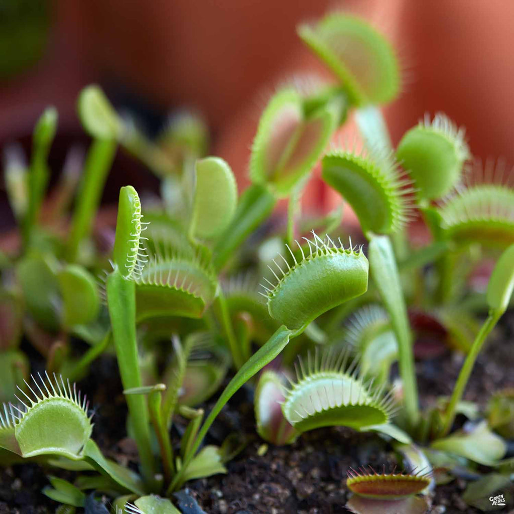 venus fly trap indoor plant Venus Flytrap — Green Acres Nursery & Supply