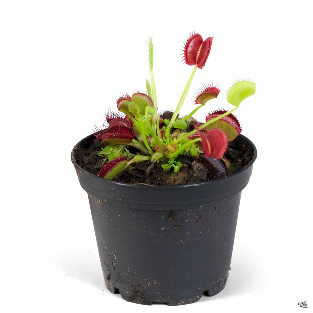 venus fly trap indoor plant Venus Flytrap — Green Acres Nursery & Supply