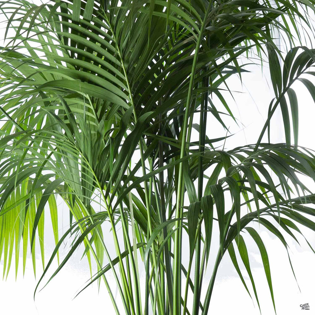 Kentia Palm — Green Acres Nursery \u0026 Supply, image size:1024x1024